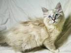 Ragdoll Female