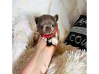 Chihuahua Puppy for sale in Purvis, MS, USA