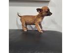 Chihuahua Puppy for sale in Cape Coral, FL, USA