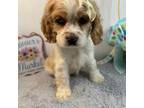 Cocker Spaniel Puppy for sale in West Plains, MO, USA