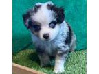 Miniature Australian Shepherd Puppy for sale in Fort Morgan, CO, USA