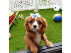 Cavalier King Charles Spaniel Puppy for sale in Elroy, WI, USA