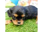 Cavalier King Charles Spaniel Puppy for sale in Elroy, WI, USA