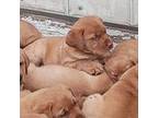 Labrador Retriever Puppy for sale in Winterset, IA, USA