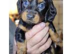 Dachshund Puppy for sale in Rosebud, MO, USA