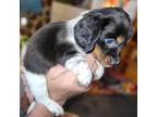 Dachshund Puppy for sale in Rosebud, MO, USA