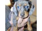 Dachshund Puppy for sale in Rosebud, MO, USA