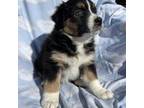 Miniature Australian Shepherd Puppy for sale in Danbury, IA, USA