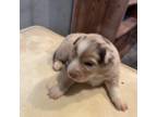 Miniature Australian Shepherd Puppy for sale in Danbury, IA, USA