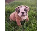 Bulldog Puppy for sale in Memphis, MO, USA