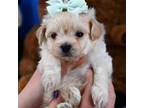 Maltipoo Puppy for sale in Fort Worth, TX, USA