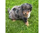 Mutt Puppy for sale in Wauseon, OH, USA