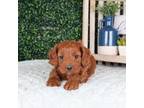 Cavapoo Puppy for sale in Kannapolis, NC, USA