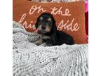 Dachshund Puppy for sale in Jasper, GA, USA