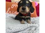 Dachshund Puppy for sale in Jasper, GA, USA