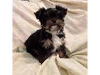 Yorkshire Terrier Puppy for sale in Fort Worth, TX, USA