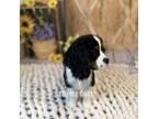 Cavalier King Charles Spaniel Puppy for sale in Macks Creek, MO, USA