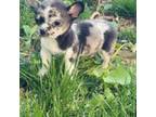 Chihuahua Puppy for sale in Chester, PA, USA