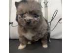 Chihuahua Puppy for sale in Chester, PA, USA