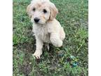 Goldendoodle Puppy for sale in Cibolo, TX, USA