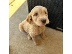 Goldendoodle Puppy for sale in Cibolo, TX, USA