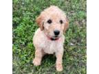 Goldendoodle Puppy for sale in Cibolo, TX, USA