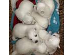 American Eskimo Dog Puppy for sale in Austin, TX, USA