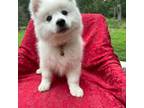 American Eskimo Dog Puppy for sale in Austin, TX, USA