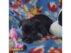 Schnauzer (Miniature) Puppy for sale in Cassville, MO, USA