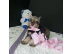 Schnauzer (Miniature) Puppy for sale in Cassville, MO, USA