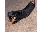 Rottweiler Puppy for sale in Las Cruces, NM, USA