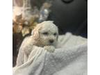 Bichon Frise Puppy for sale in Baltimore, MD, USA