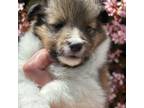 Shetland Sheepdog Puppy for sale in Oakley, CA, USA