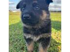 German Shepherd Dog Puppy for sale in Needville, TX, USA