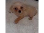 Mutt Puppy for sale in Waukee, IA, USA