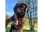 German Shorthaired Pointer Puppy for sale in Front Royal, VA, USA