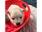 Pomeranian Puppy for sale in Fort Wayne, IN, USA