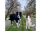 Border Collie Puppy for sale in Le Grand, CA, USA