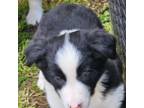 Border Collie Puppy for sale in Le Grand, CA, USA