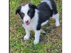 Border Collie Puppy for sale in Le Grand, CA, USA