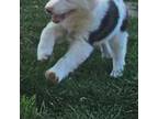 Border Collie Puppy for sale in Le Grand, CA, USA