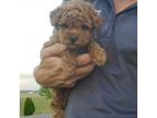 Poodle (Toy) Puppy for sale in Elnora, IN, USA