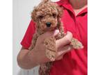 Poodle (Toy) Puppy for sale in Elnora, IN, USA