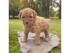 Poodle (Toy) Puppy for sale in Elnora, IN, USA