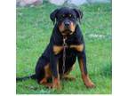 Rottweiler Puppy for sale in Rockford, IL, USA