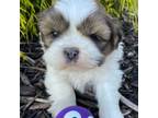 Shih Tzu Puppy for sale in Mount Vernon, OH, USA