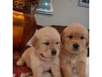 Golden Retriever Puppy for sale in Los Angeles, CA, USA