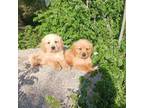 Golden Retriever Puppy for sale in Los Angeles, CA, USA