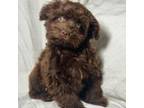 Maltipoo Puppy for sale in Terrell, TX, USA