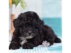 Poodle (Toy) Puppy for sale in Windsor, MO, USA